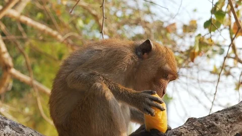 Monkey eating fruit on a tree Stock Footage 106346647