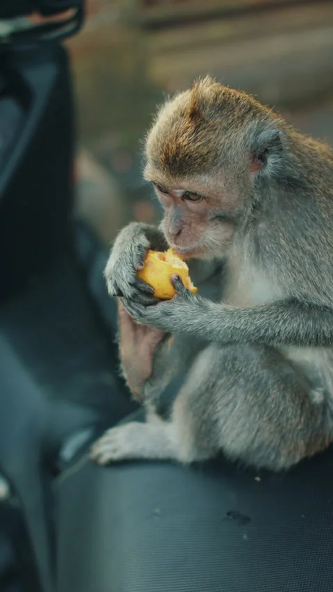 Monkey eating fruit while sitting on scooter seat Stock Footage 308963413