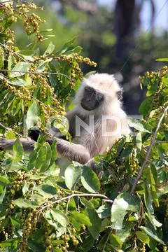 Monkey eating fruits on tree Stock Photos