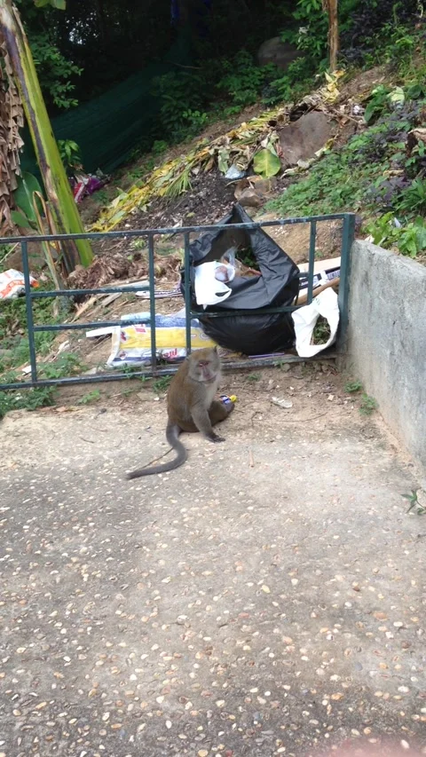 Monkey eating garbage Stock Footage 210252398