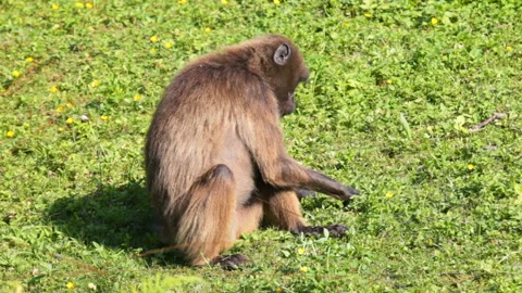 Monkey eating on grass Stock Footage 90786703