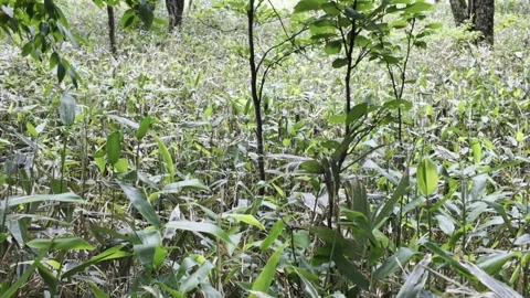 Monkey Eating in Grass Stock Footage 331239179