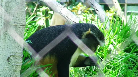 Monkey Eating GrassHD Stock Footage 485001