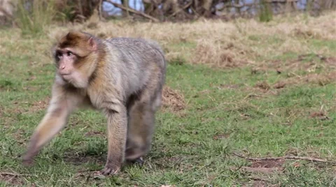 Monkey Eating from Ground &amp; Walking - Barbary Macaques of Algeria &amp; Morocco Video stock 49049713