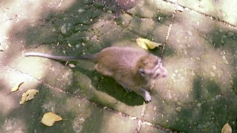 Monkey eating from hand Stock Footage 74052130