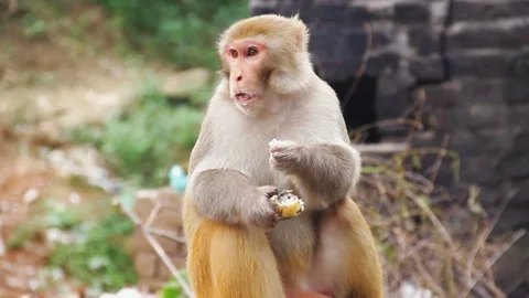 Monkey Eating At Haridware Stock Footage 100982254