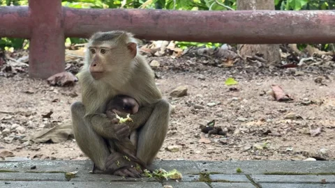 Monkey eating with her new borne baby in her lap 스톡 동영상 303293854