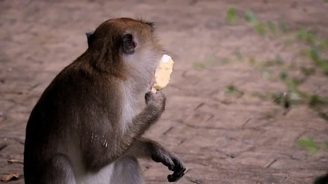 Monkey Eating Ice Cream Stock Footage 114801145