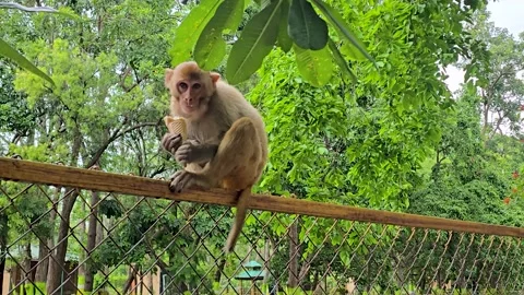 Monkey eating ice cream sitting on a fenced wall a sits on top of a metal Stockbeeldmateriaal 342586523