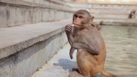 Monkey eating in an indian bath Stock Footage 116122263