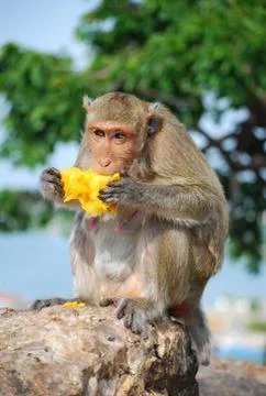 Monkey eating jackfruit Stock Photos