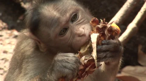 Monkey eating in the jungle  Stock Footage 2874703