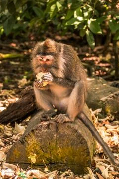 Monkey eating in the jungle Stock Photos