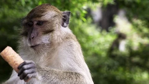 Monkey Eating Krabi Stock Footage