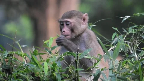 Monkey eating leaf 库存影片 272335179