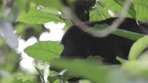 Monkey eating leafs in the wild, Mexico. Vidéo 158059383