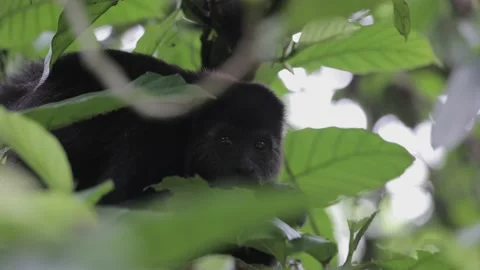 Monkey eating leafs in the wild, Mexico. Vidéo 158059647