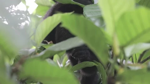 Monkey eating leafs in the wild, Mexico. Stock-Footage 158060834