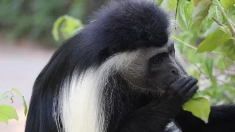 Monkey eating leaves Stock Footage 170255374