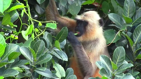 Monkey eating leaves, green background, close up Stock-Footage 287605349