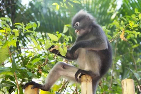 Monkey eating leaves Stock Photos