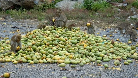 Monkey eating mango. 스톡 동영상 98248766