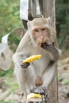 The monkey eating mango in the park Stock Photos