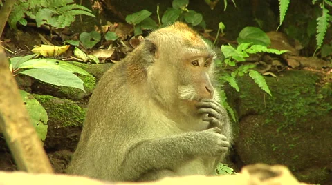 Monkey eating in the Monkey Forest in Bali Stock Footage 41380366
