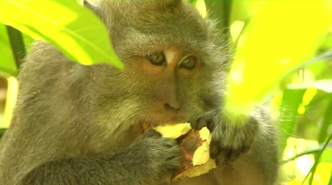 Monkey eating in the Monkey Forest in Bali Stock Footage 41380389