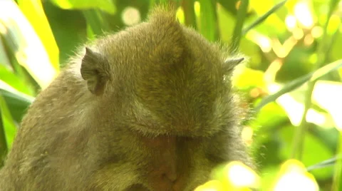 Monkey eating in the Monkey Forest in Bali Stock Footage 41380413