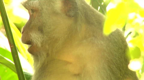 Monkey eating in the Monkey Forest in Bali Stock Footage 41380428