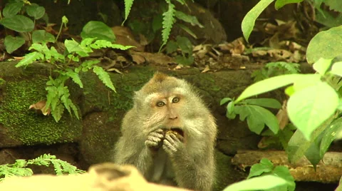 Monkey eating in the Monkey Forest in Bali Stock Footage 41380462
