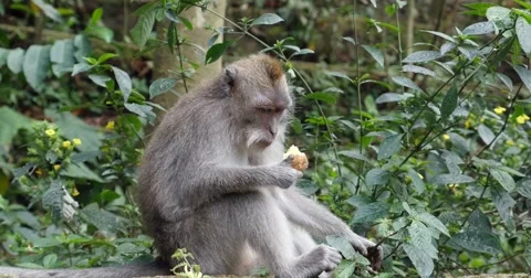 Monkey eating in Monkey Forest Ubud, Bali Stock Footage 58976383
