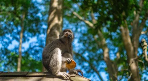 Monkey eating at the monkey forrest in Ubud, bali Stock Photos