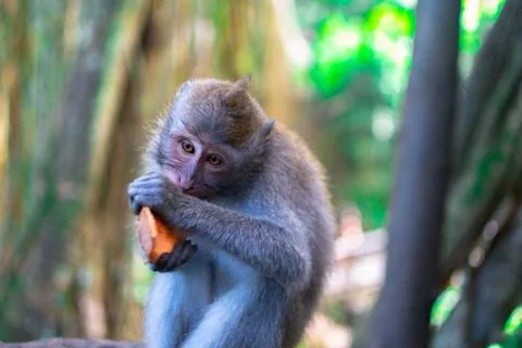 Monkey eating at the monkey forrest in Ubud, bali Stock Photos