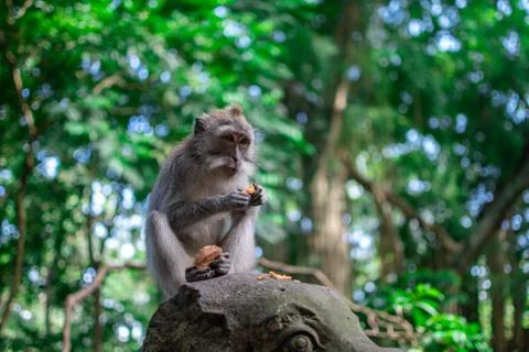 Monkey eating at the monkey forrest in Ubud, bali Stock Photos