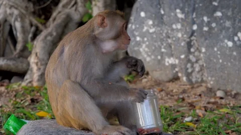 Monkey eating nuts from a can. Stock Footage 154847155