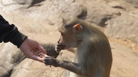 Monkey eating nuts from a young man's hand against a backdrop of rocks Stock Photos