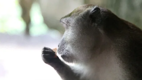 Monkey eating orange crackers Stock Footage 104417595