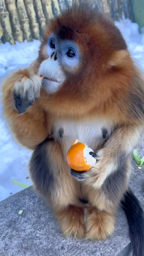 A Monkey is Eating Orange Stock-Footage 266763475