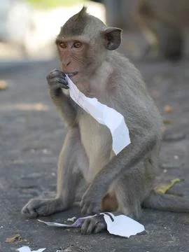 Monkey Eating Paper on Ground Stock Photos