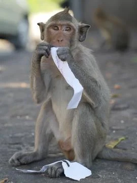Monkey Eating Paper on Ground Stock Photos