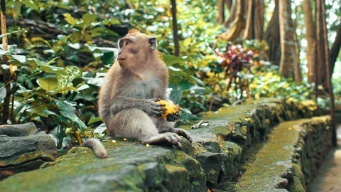 Monkey eating in park Stock Footage 86749809