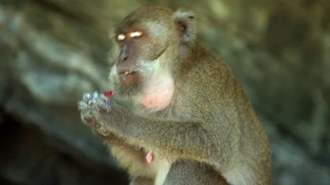 Monkey Eating On Phi Phi Island, Thailand Stock-Footage 77657058