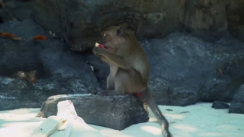 Monkey Eating On Phi Phi Island Beach In Thailand Видео 77657196