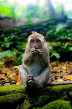Monkey eating Stock Photos