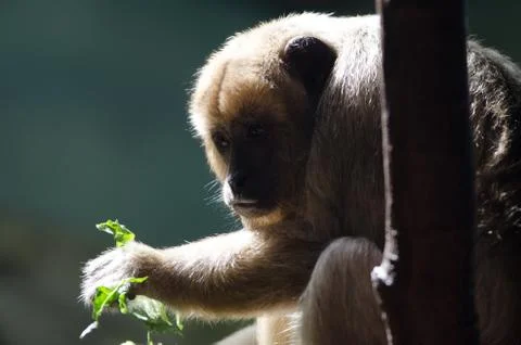 Monkey Eating Stock Photos
