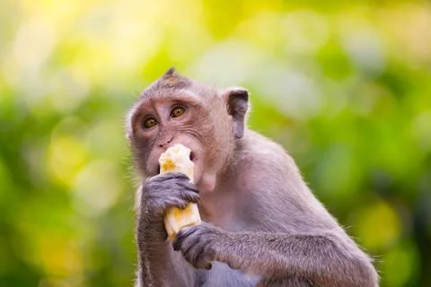 Monkey eating 库存照片