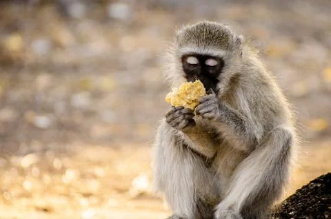 Monkey Eating Stock Photos