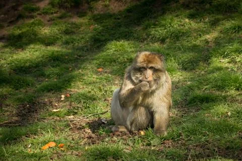Monkey eating Foto stock